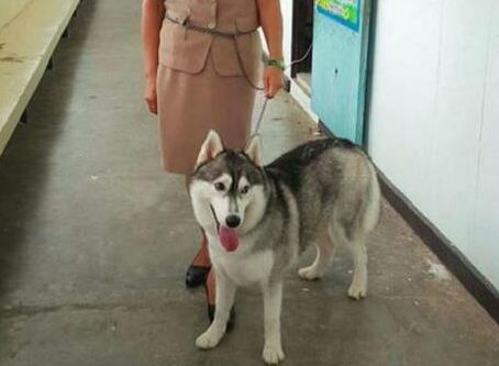 老师为了镇住不听话的学生，把二哈都带进教室，结果课都没法上了休闲区蓝鸢梦想 - Www.slyday.coM