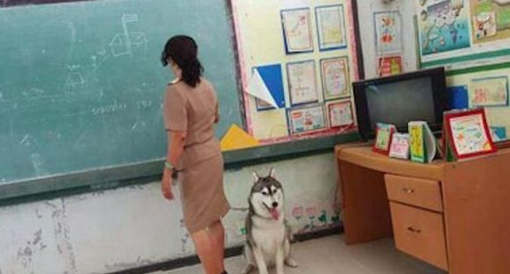 老师为了镇住不听话的学生，把二哈都带进教室，结果课都没法上了休闲区蓝鸢梦想 - Www.slyday.coM