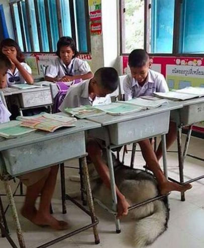 老师为了镇住不听话的学生，把二哈都带进教室，结果课都没法上了休闲区蓝鸢梦想 - Www.slyday.coM