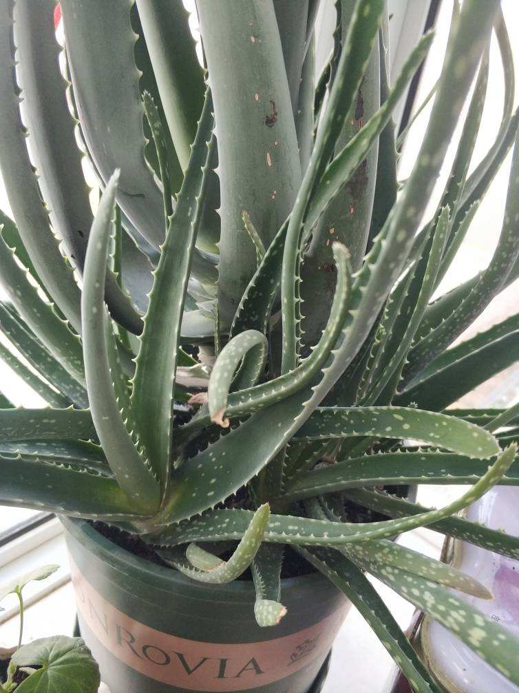 老中医都爱养的花,养在家里好处多,养人养身心|芦荟|柠檬草|枸杞_新浪