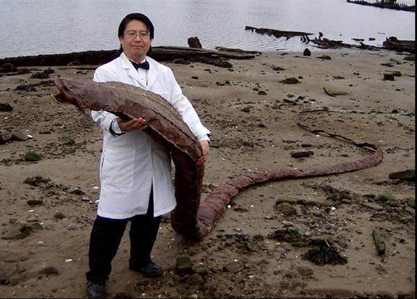 男子在海边游玩,发现一具不明生物尸体,至今也未知是何生物