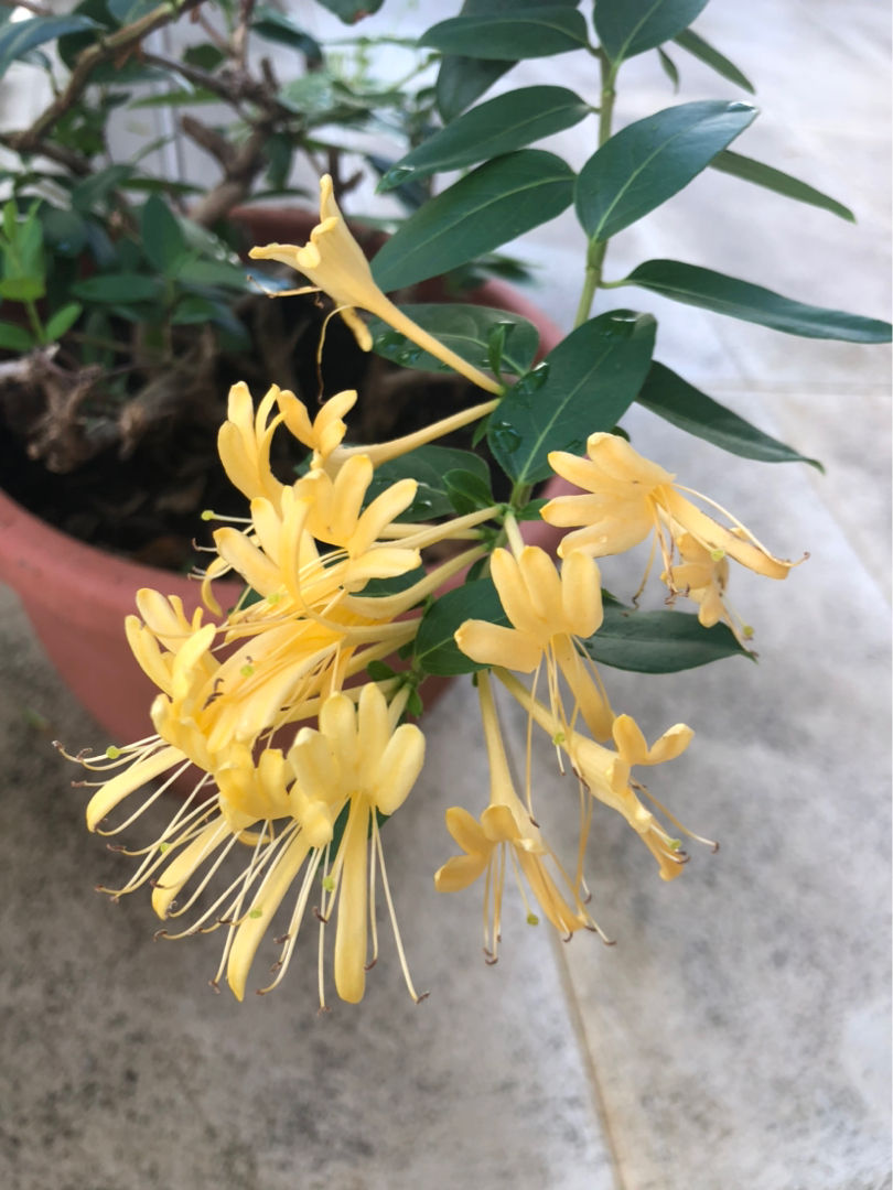 老中医都爱养的花,养在家里好处多,养人养身心|芦荟|柠檬草|枸杞_新浪