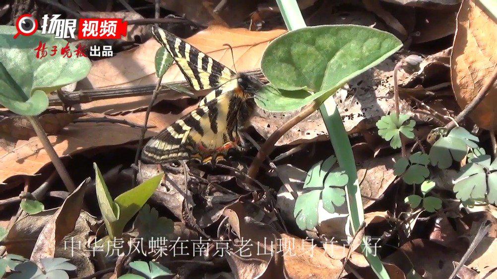 00:00 02:47 02:47 为您推荐: 荣宁通过方几何的帮忙用虎凤蝶做标记