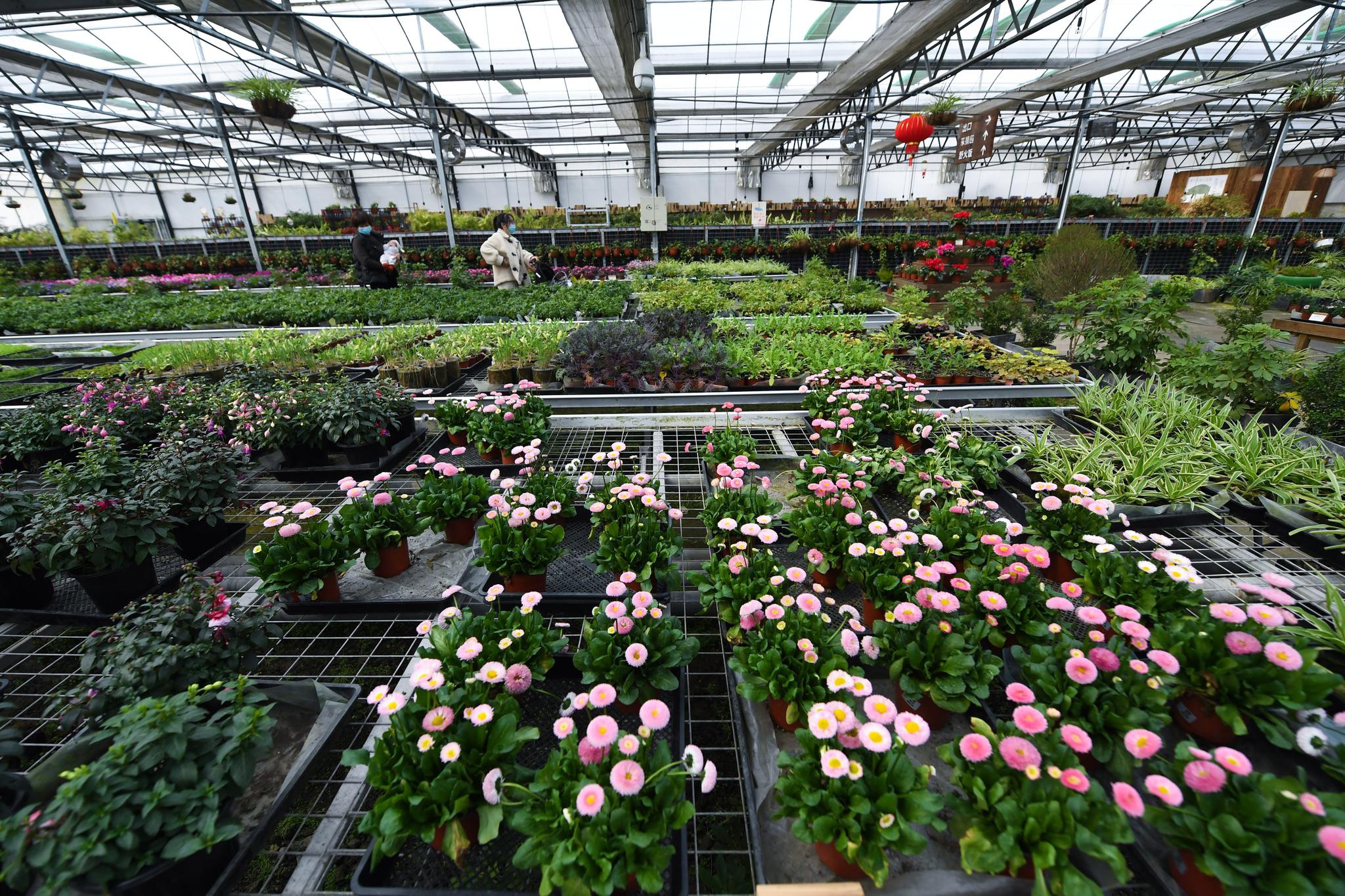 华腾猪舍里景区花卉种植园用的水和肥料都是处理后的猪粪,猪尿(3月10