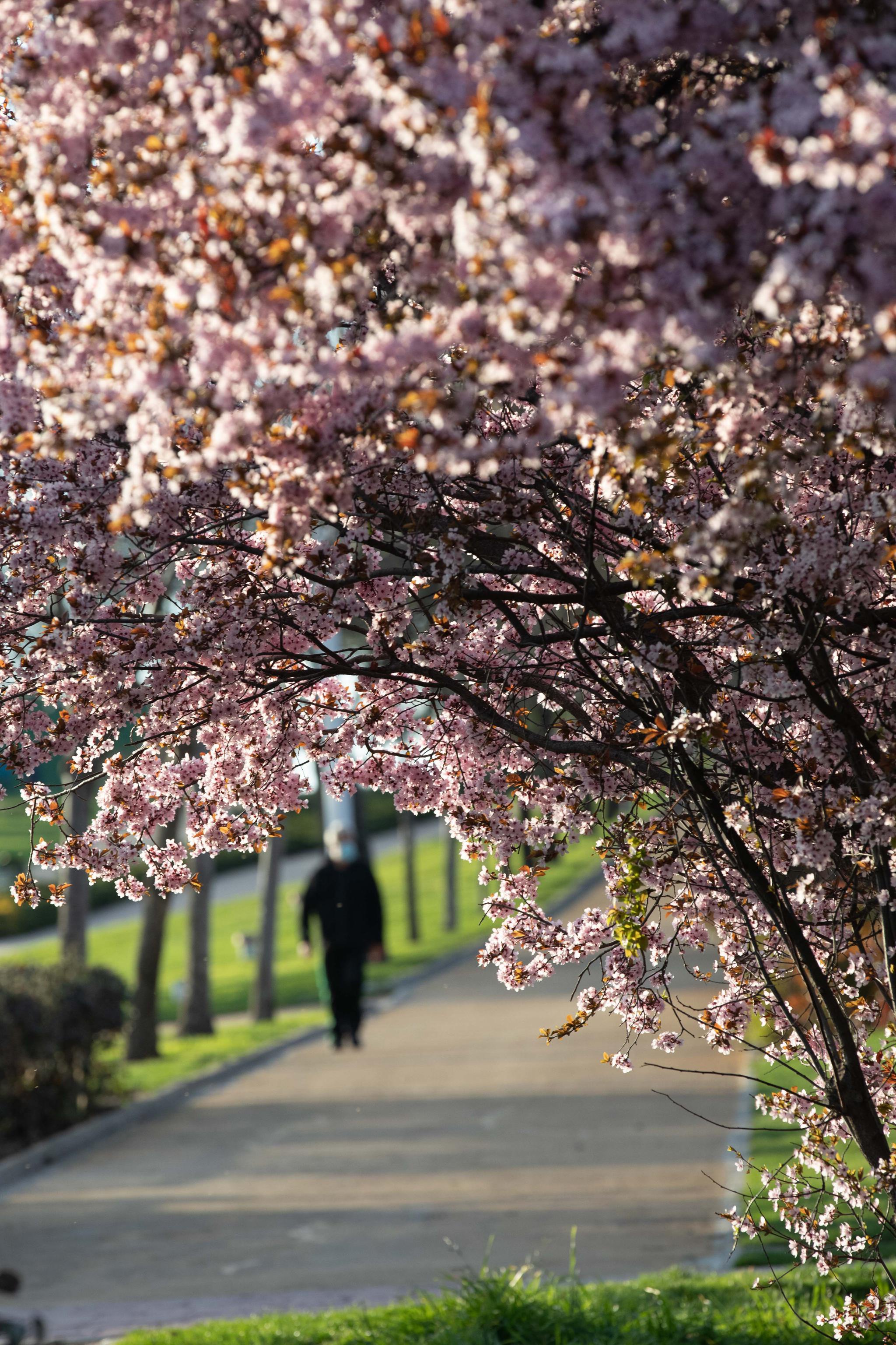 西班牙马德里:樱花盛放