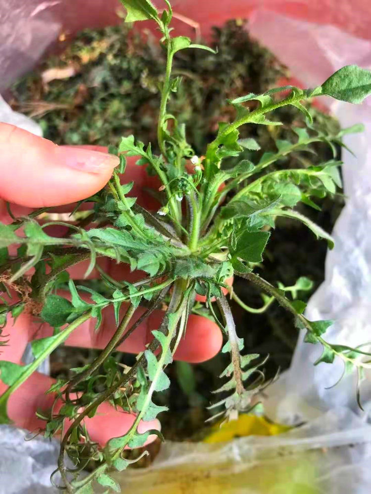 春天挖荠菜要搞清圆叶和尖叶的区别弄懂再挖不出错