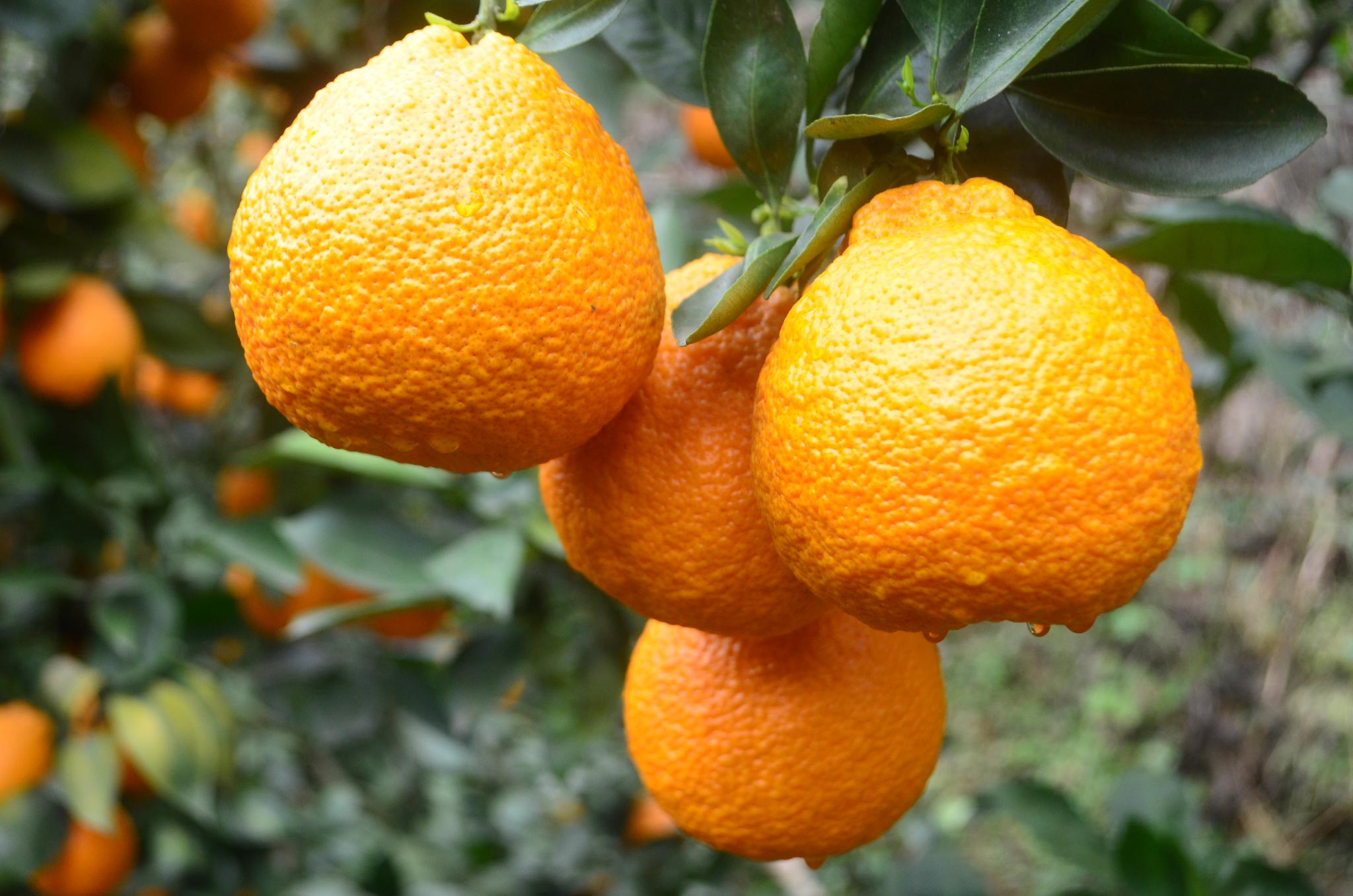 石棉县政府政府相关负责人表示,该县将黄果柑产业作