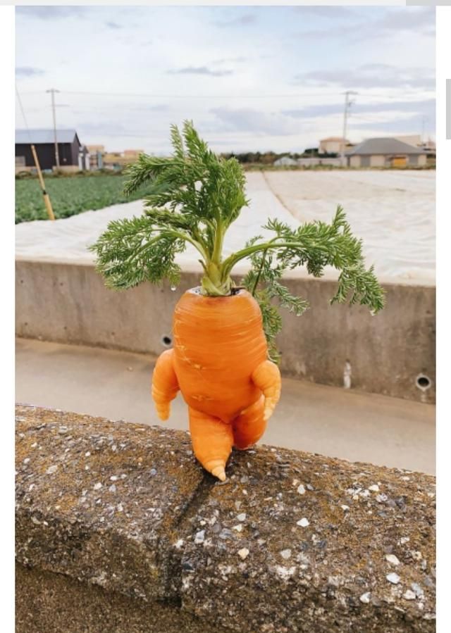 日本农场主,种出"六亲不认"胡萝卜,网友纷纷晒图回敬!|社交网站|萝卜|