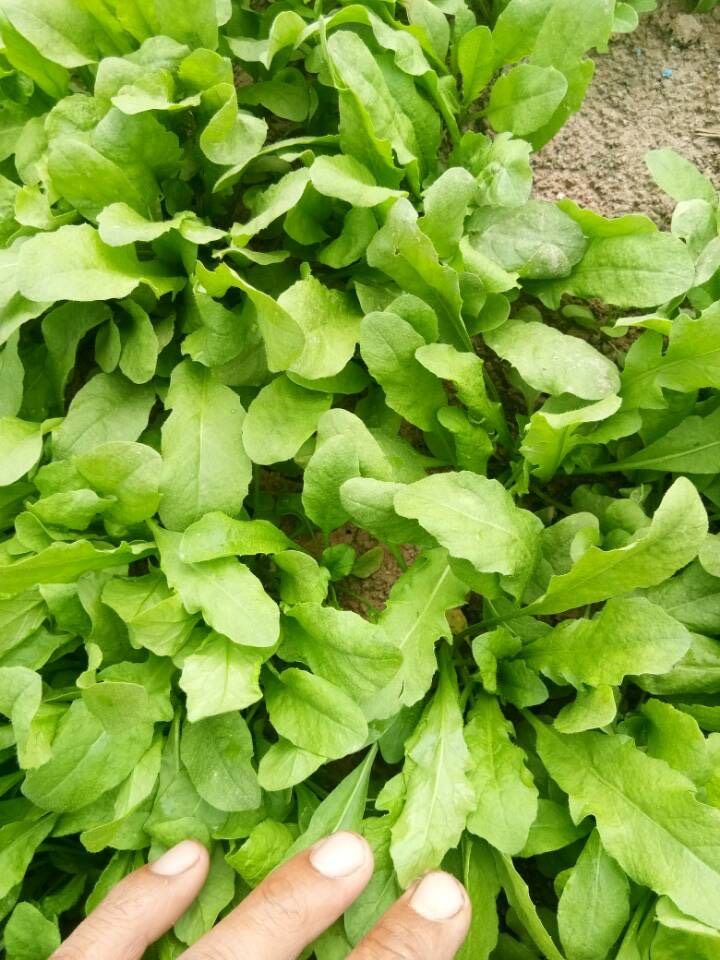 所谓圆叶荠菜,它是荠菜的一个品种,也被叫做大叶荠菜,从名字可见它的