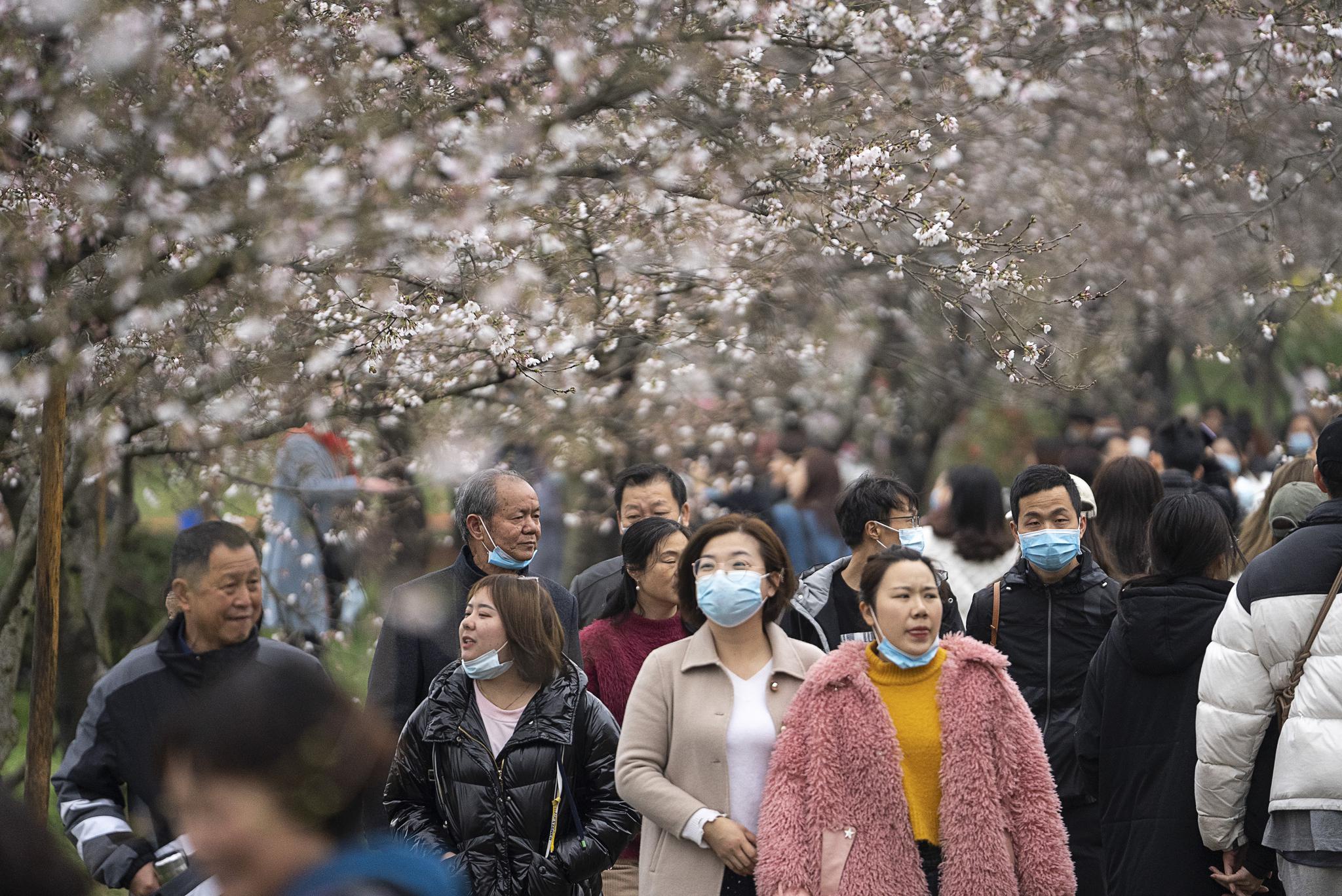 相约武汉赏樱花