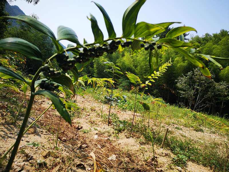 "天岳黄精"参与湖南《多花黄精病虫害综合防控技术规程》发布|杉木林
