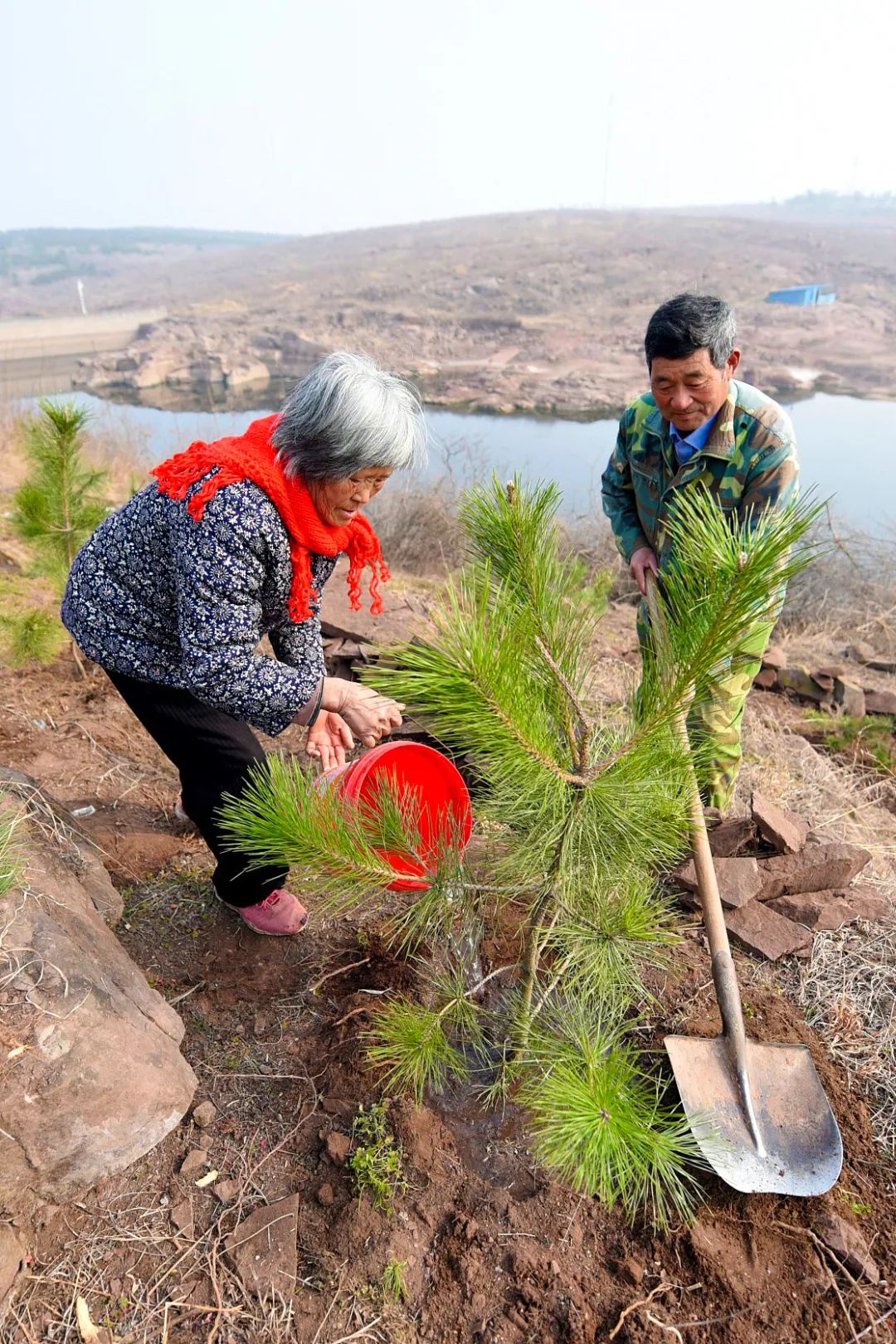 植树造林,如何改变中国?|红树林_新浪新闻