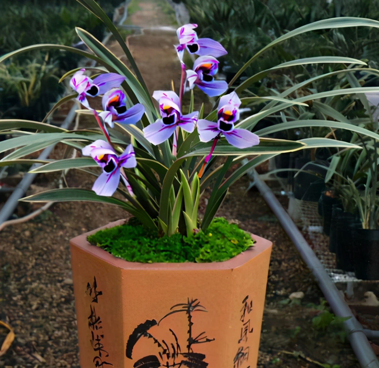 建兰香花之王——紫月荷,香气扑鼻,正格荷瓣!