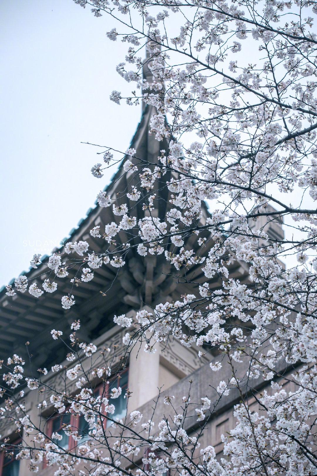 99武汉·武汉大学 武大樱花之美,美不在单一的樱花……__财经头条