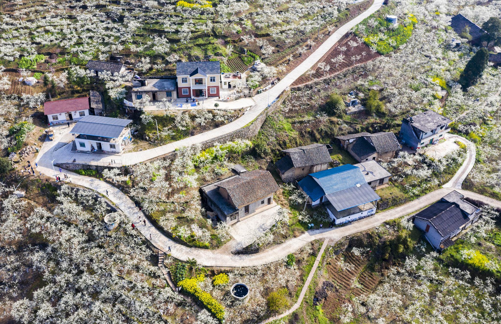 千树万树李花开 美丽乡村入画来|沙镇溪镇|秭归县|踏青_新浪新闻