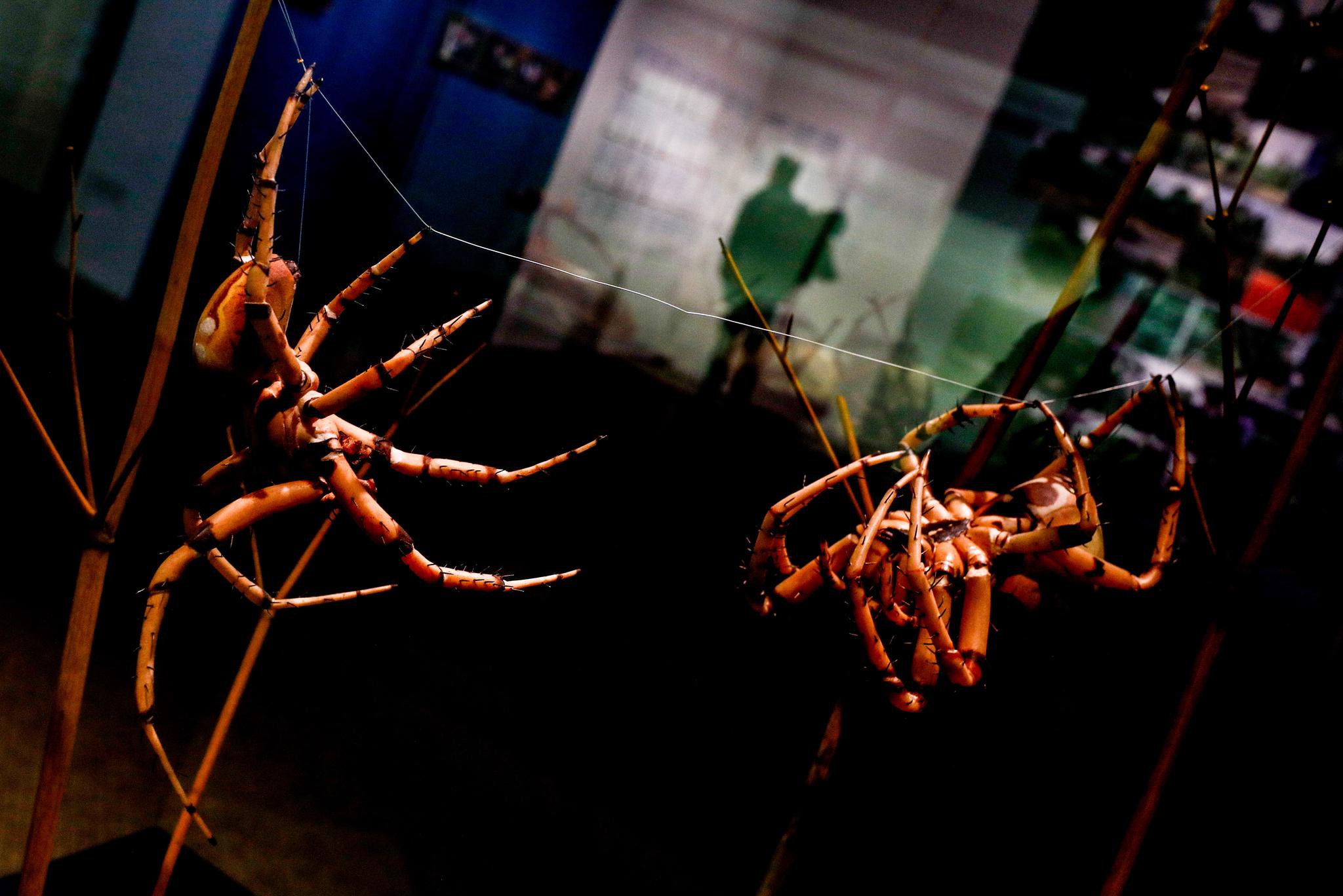 这是3月12日在德国柏林自然历史博物馆拍摄的蜘蛛模型.