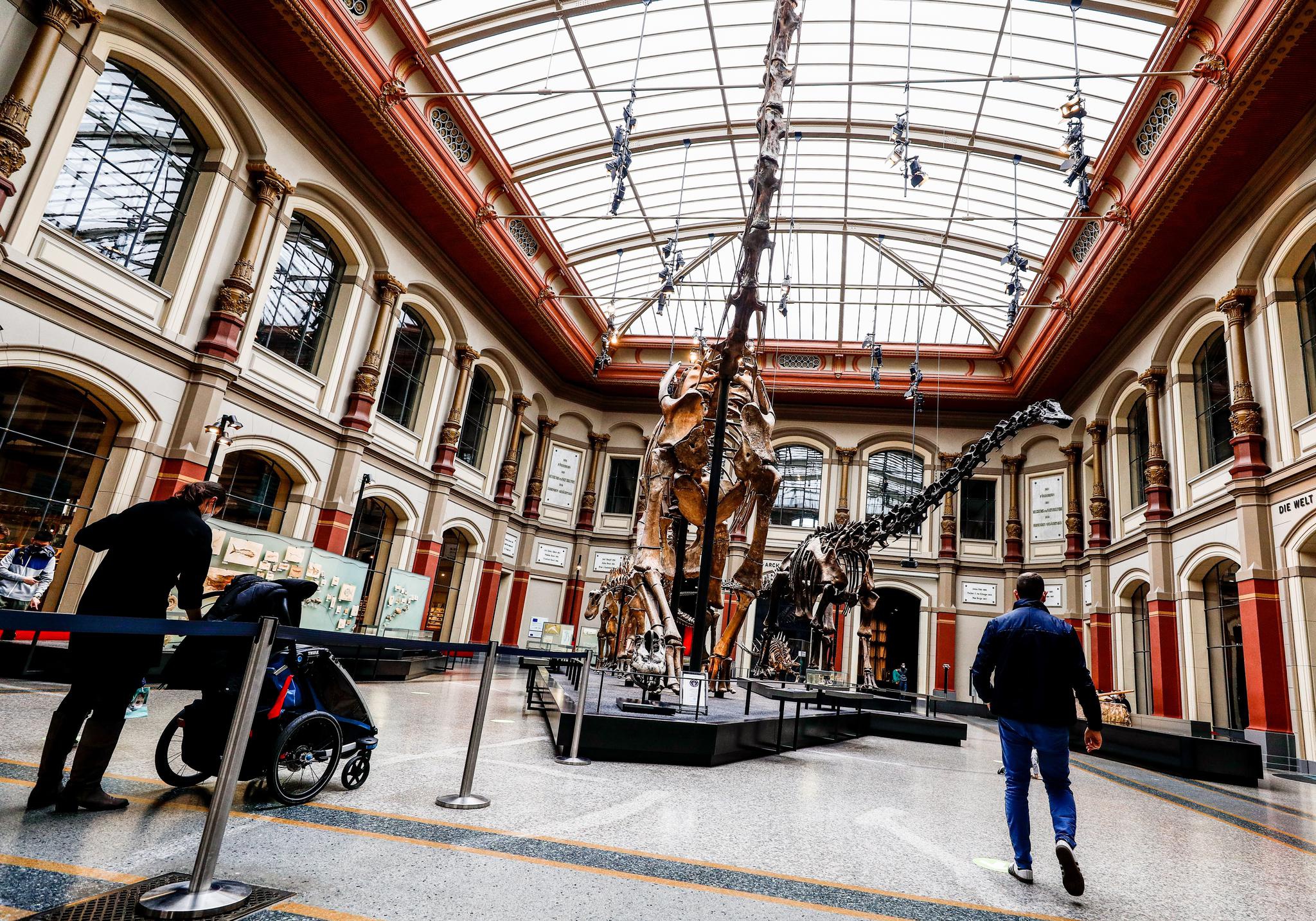 柏林自然历史博物馆重新开放|地方政府|新华社|德国_新浪新闻