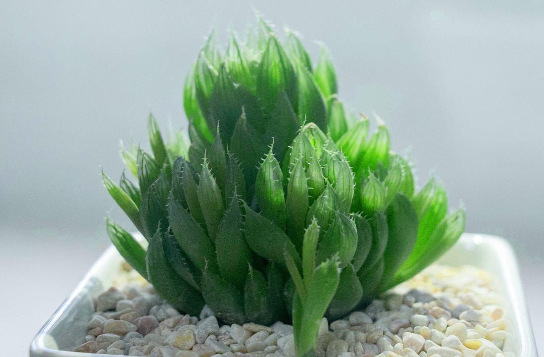 养玉露,学会这3点,养成"绿宝石",越长越剔透|绿宝石|玉露|多肉植物