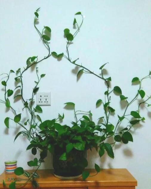 绿萝养烦了试试给它们换个造型放在家里美的不像话