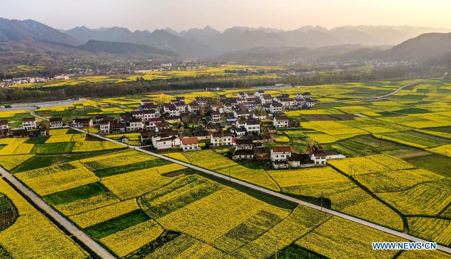 Aerial photo taken on March 11, 2021 shows the cole flower fields in Hanzhong, northwest China's Shaanxi Province. (Xinhua/Tao Ming)