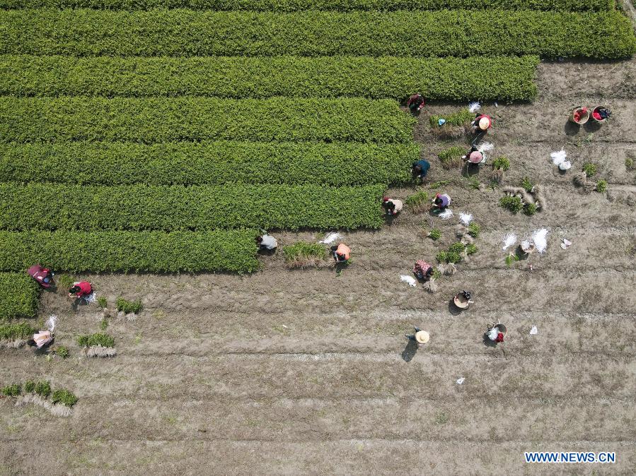 Aerial photo taken on March 13, 2021 shows villagers working in a field in Baini Town of Yuqing County in Zunyi, southwest China's Guizhou Province. (Photo by Mu Mingfei/Xinhua)