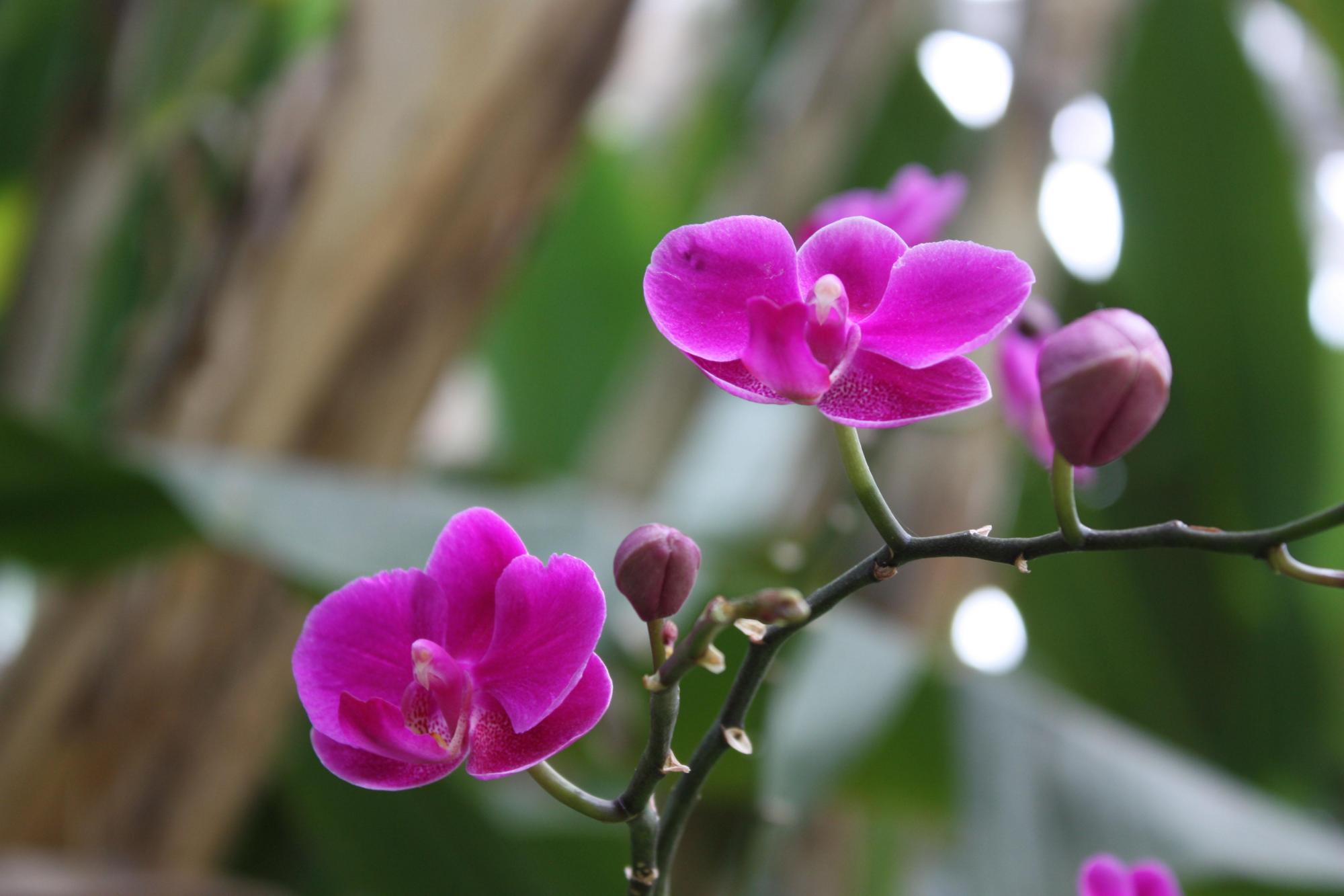 蝴蝶兰注意这4点花苞绽放越来越美