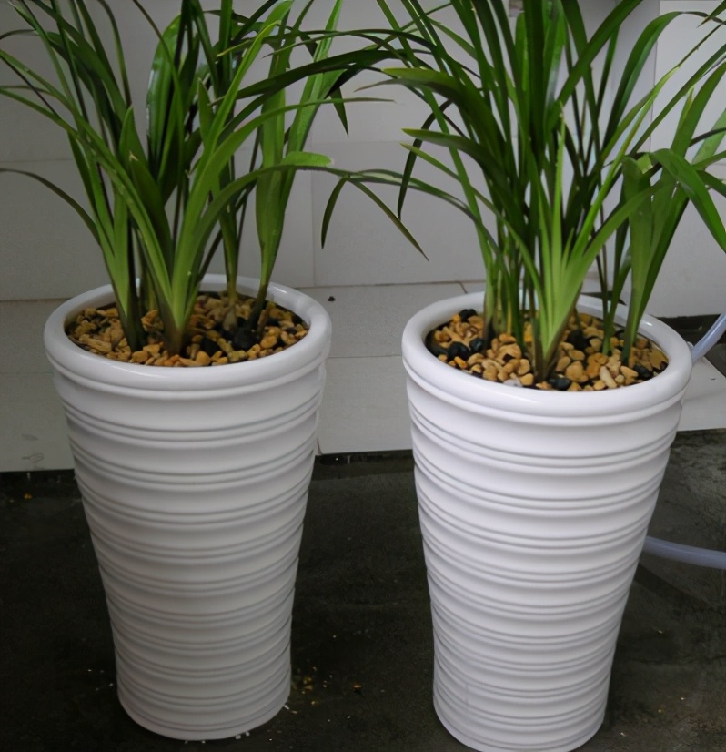 养花用"高盆",搭配大型绿植很漂亮,但是真的很"废土,废花"|养花|花盆