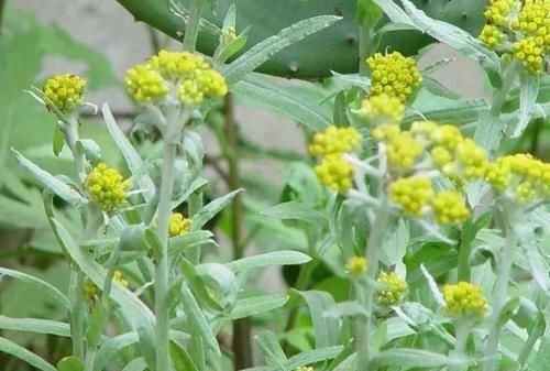 青团的美味与春天一样短暂而美好不负春光做青团