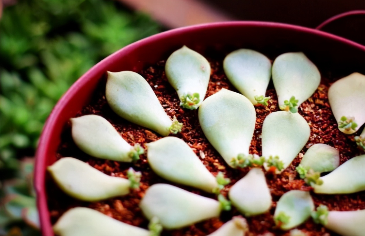 春天多肉撸掉的叶片别浪费找个花盆装点土一下就能变大户