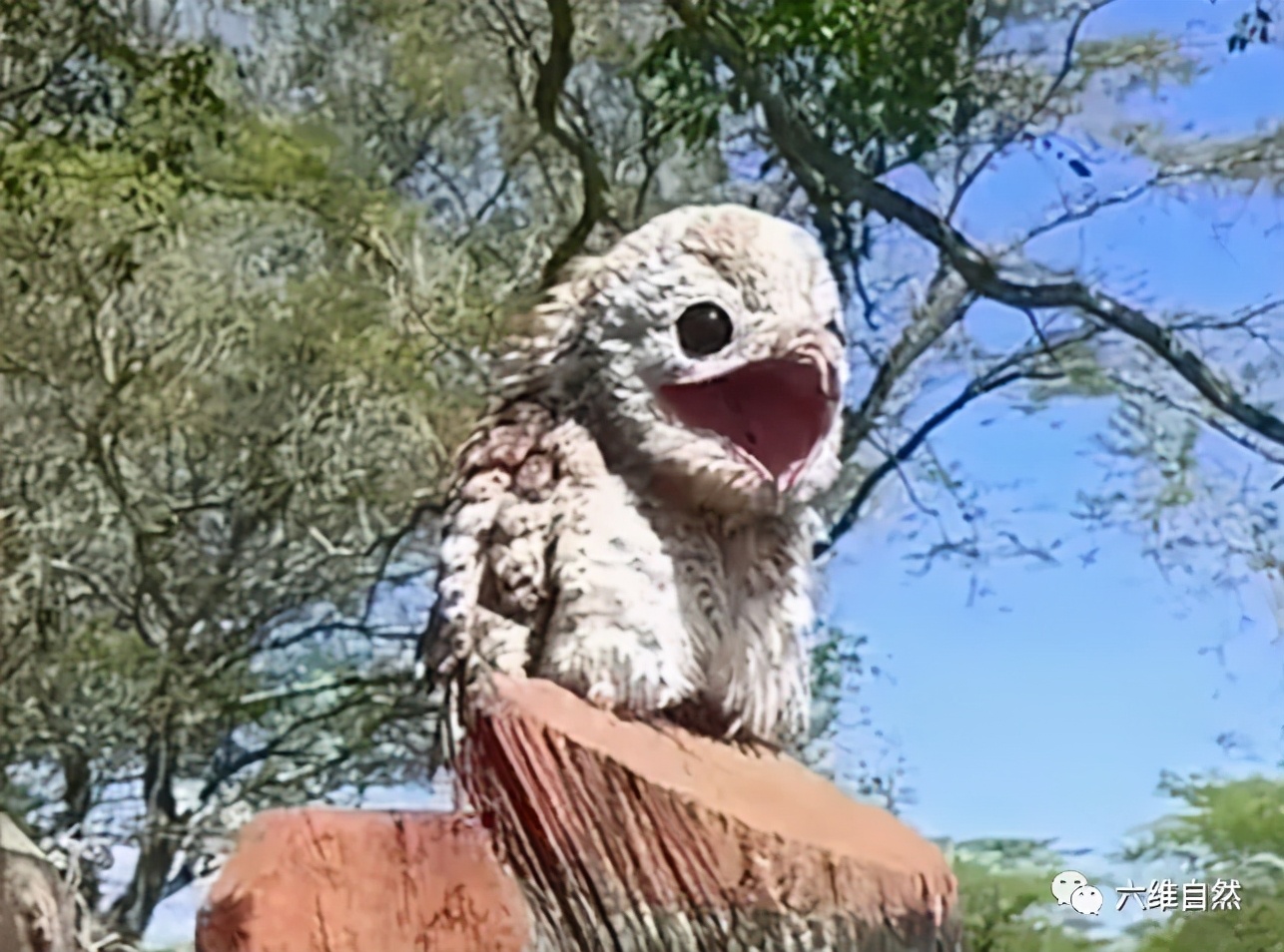 一只怪鸟站木桩上,让女子以为是木雕,但很快被林鸱睁眼张嘴吓退