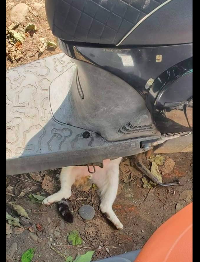 猫咪躺在车胎前面睡觉这是碰瓷来了猫在修车扳手递一下