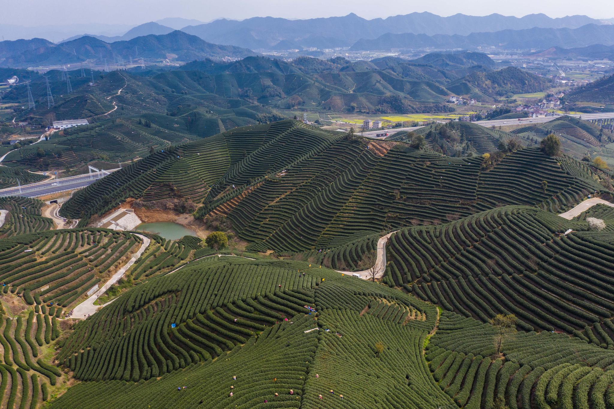 "帮帮团"助力万亩茶园采摘季