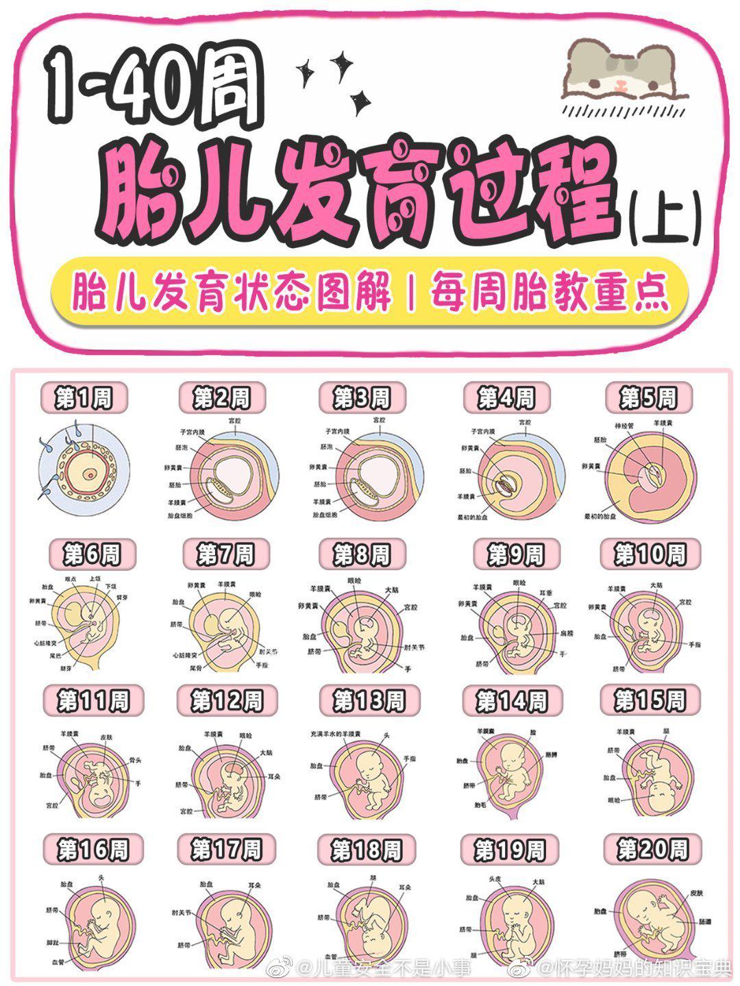 1-40周胎儿发育过程(上)!|胎教_新浪新闻