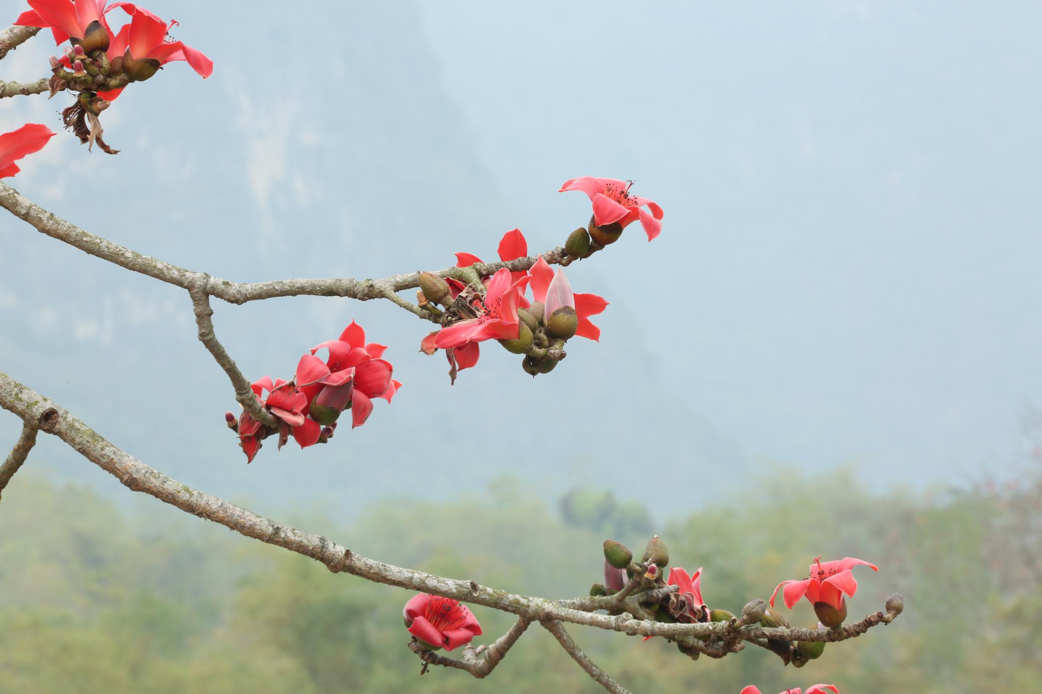 花山脚下木棉花开