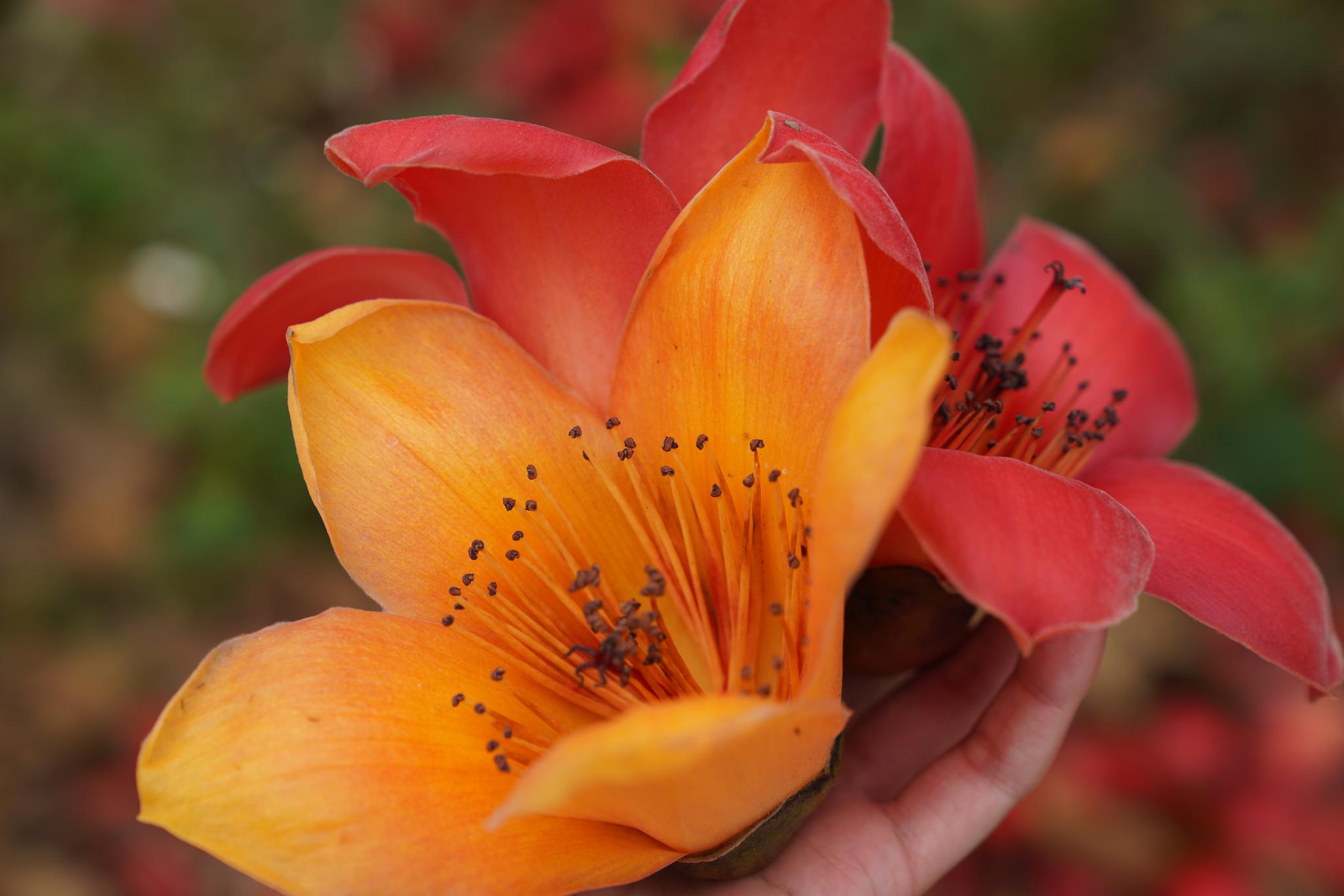 花山脚下木棉花开|花山|木棉花|木棉树_新浪新闻