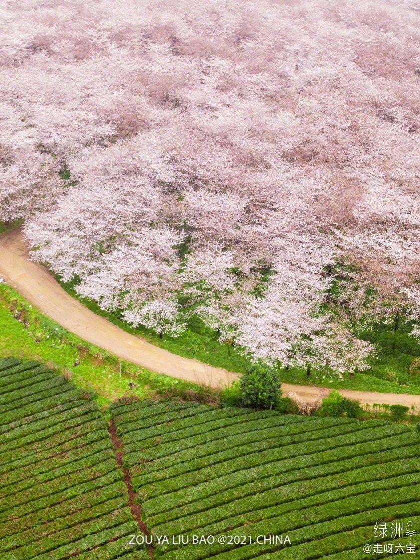 贵州省安顺市万亩樱花齐开放形成粉色花海