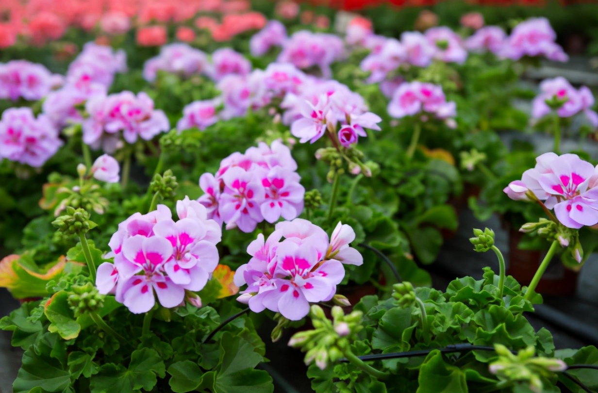 天竺葵也能开花上千朵只要舍得下狠手开成花球并不难