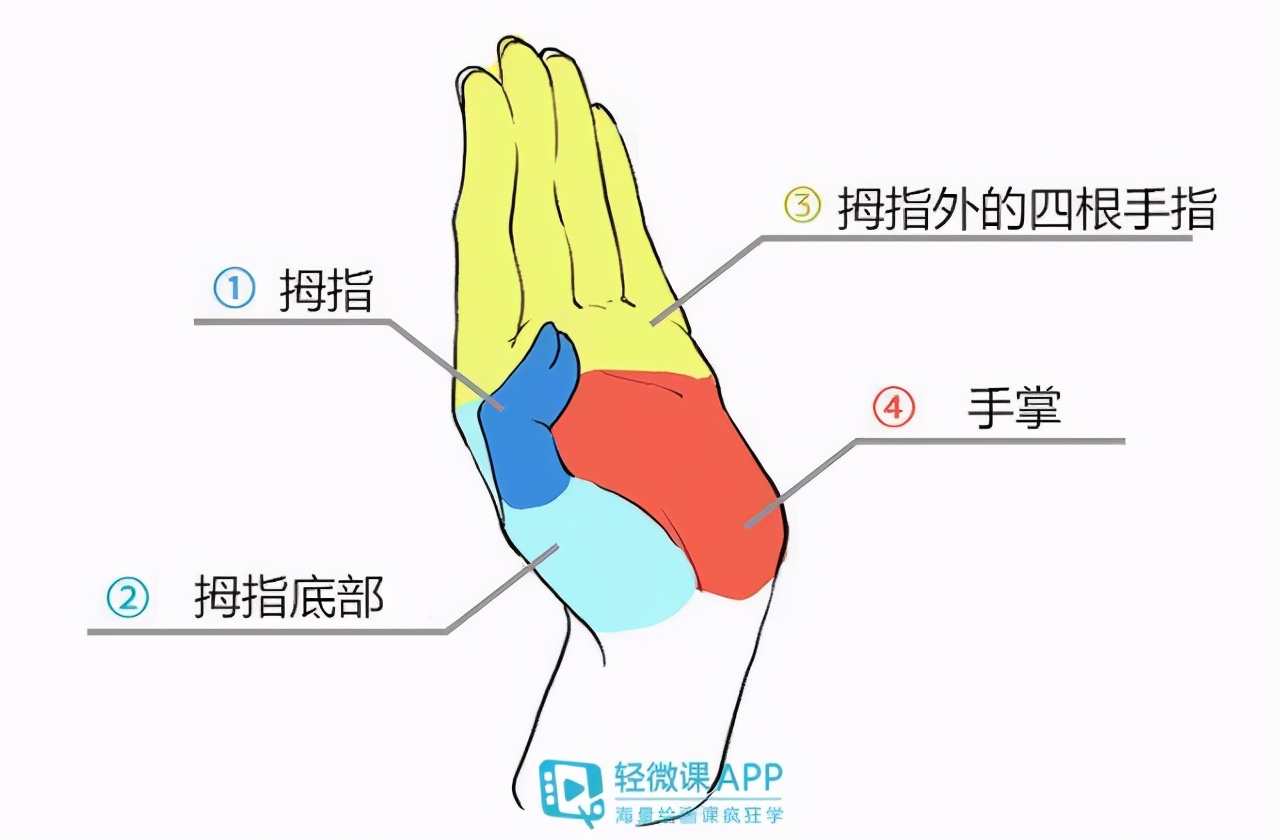 漫画手怎么画?教你手的各种姿势的画法!