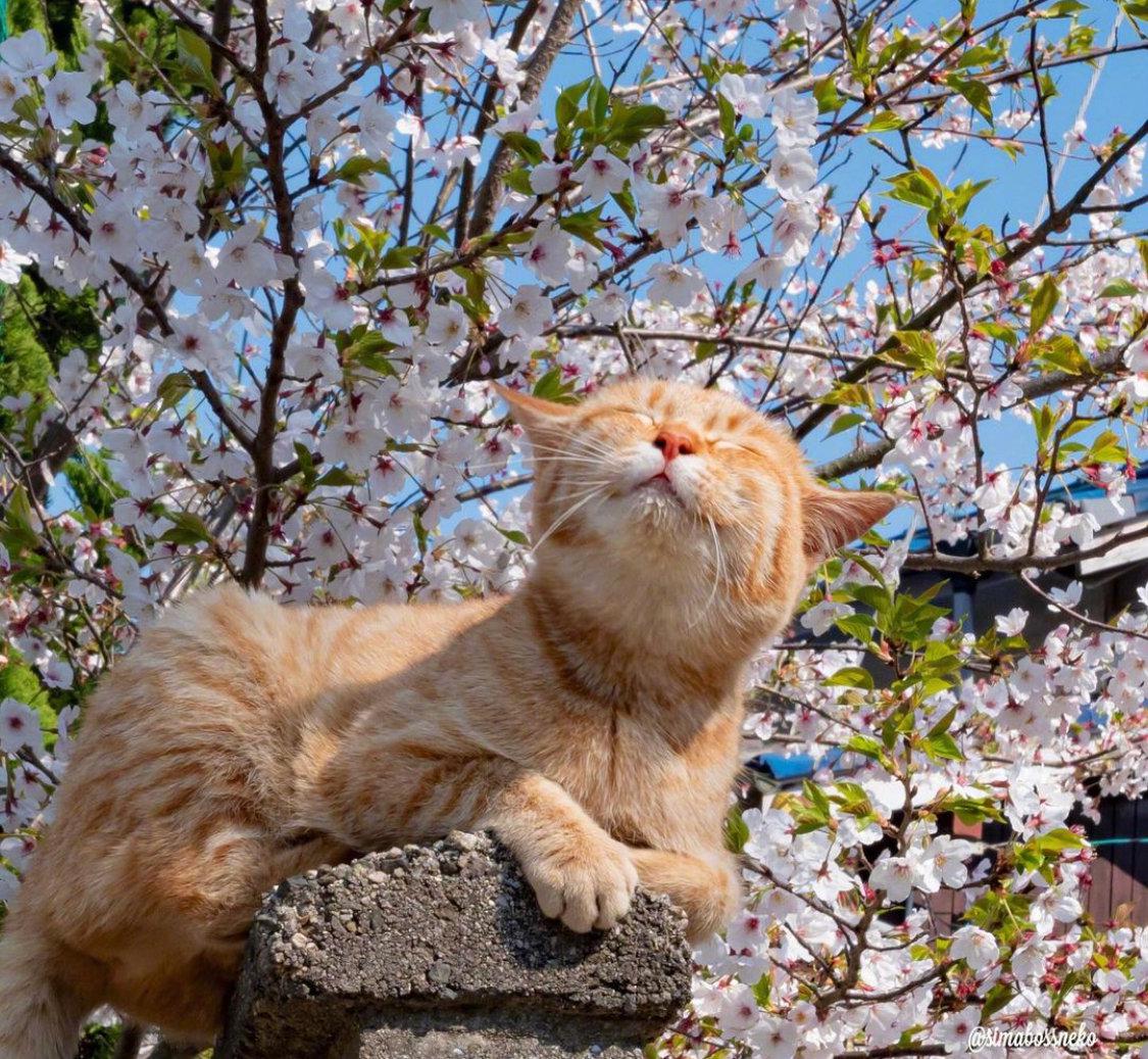 小猫咪都出门赏花了你该不会还在家里宅着吧inssimabossneko