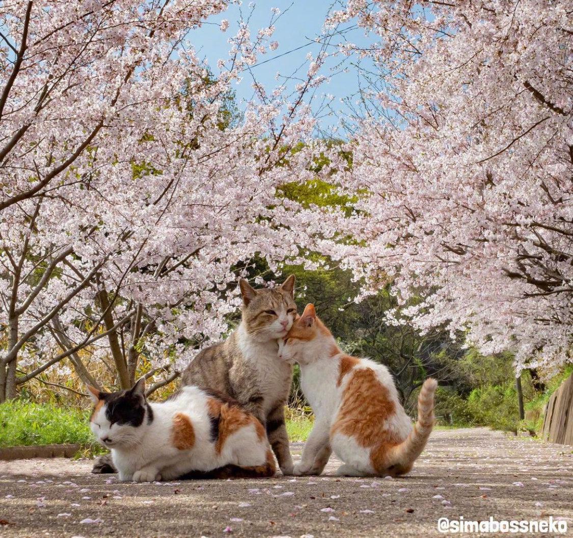 小猫咪都出门赏花了你该不会还在家里宅着吧inssimabossneko