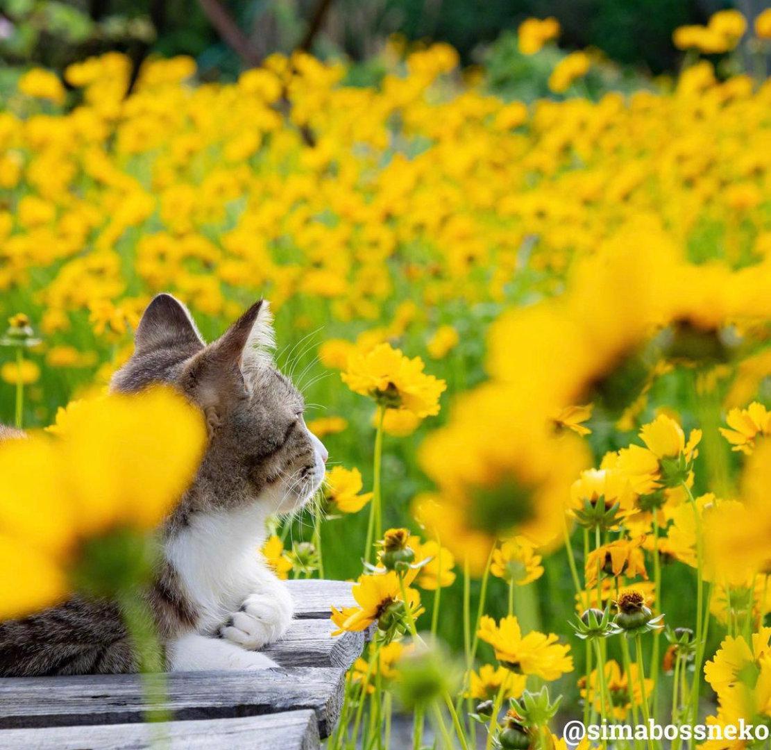 小猫咪都出门赏花了你该不会还在家里宅着吧inssimabossneko