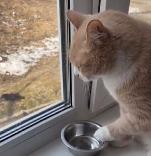 只要肚子饿就会敲铁碗抗议难怪10只橘猫9只胖