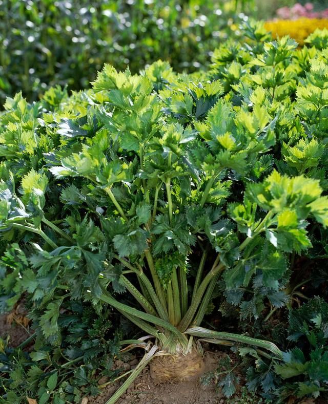 农民种芹菜为什么会空心怎样防止空心3个方法农户须知