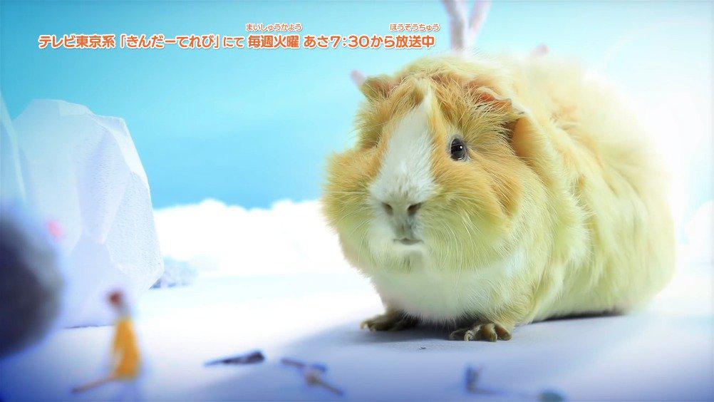 天竺鼠车车 诚不欺我 不能说完全一致 状态真的一模一样