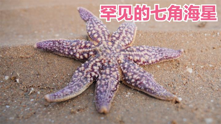 99.9%的海星都是五条腿,大梅赶海七角海星都出现了,是变异了吗_新浪新闻