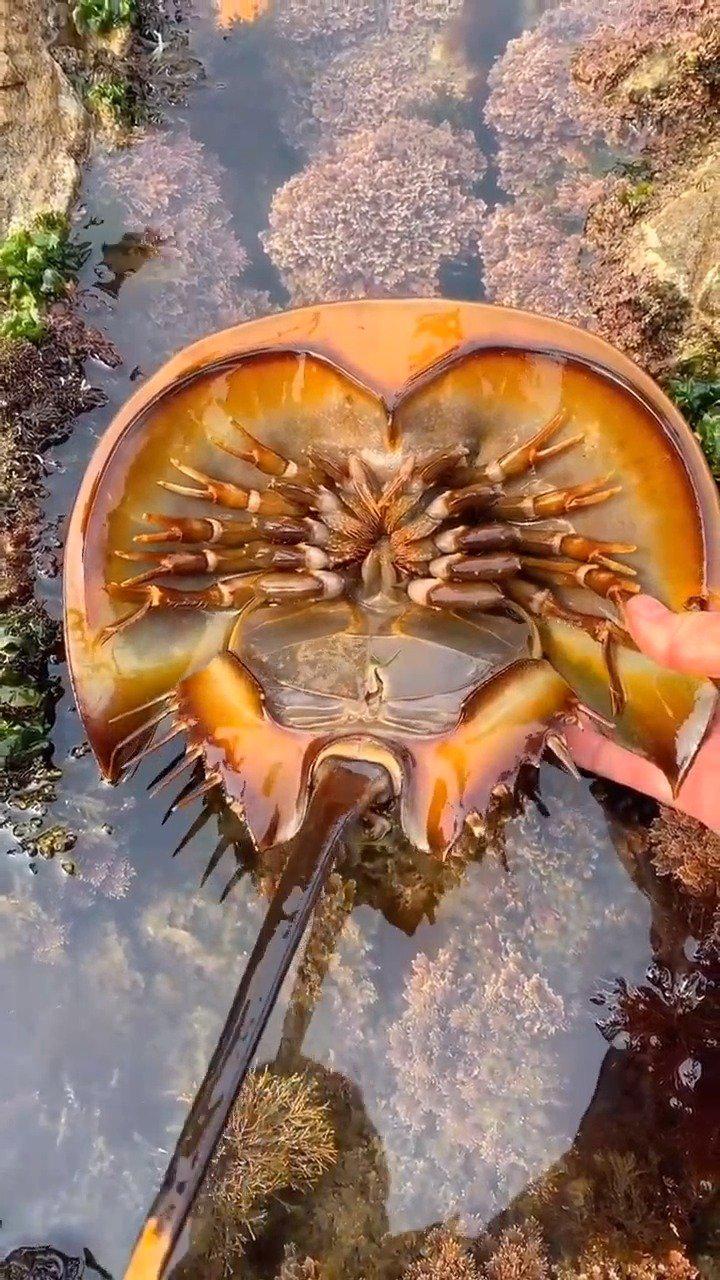 马蹄蟹这个螃蟹可厉害了