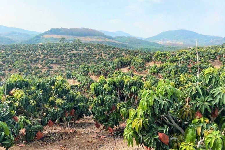 山地种植,人工采摘,严格选品……海南芒果来苏宁家乐福啦