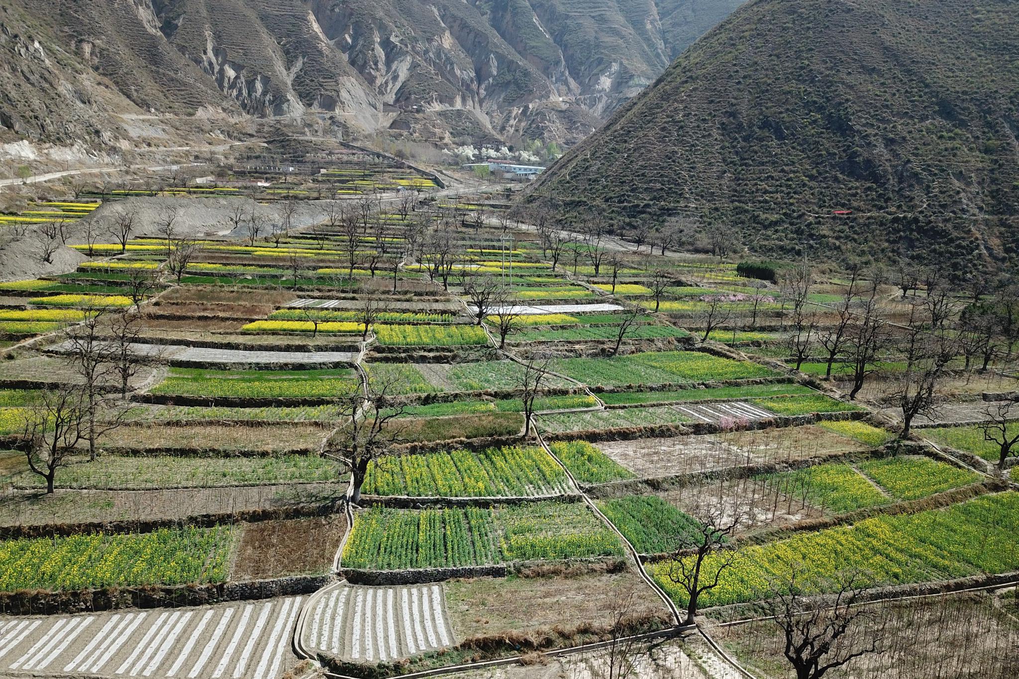 花开舟曲风光美