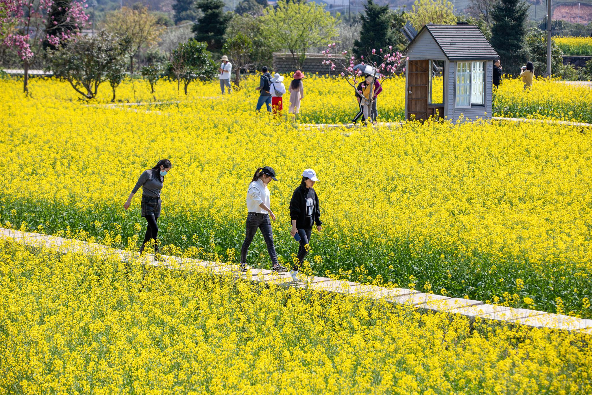 宁波:油菜花开引客来