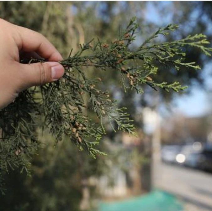 北京打算对花粉过敏元凶圆柏下手了|北京|北京市_新浪新闻